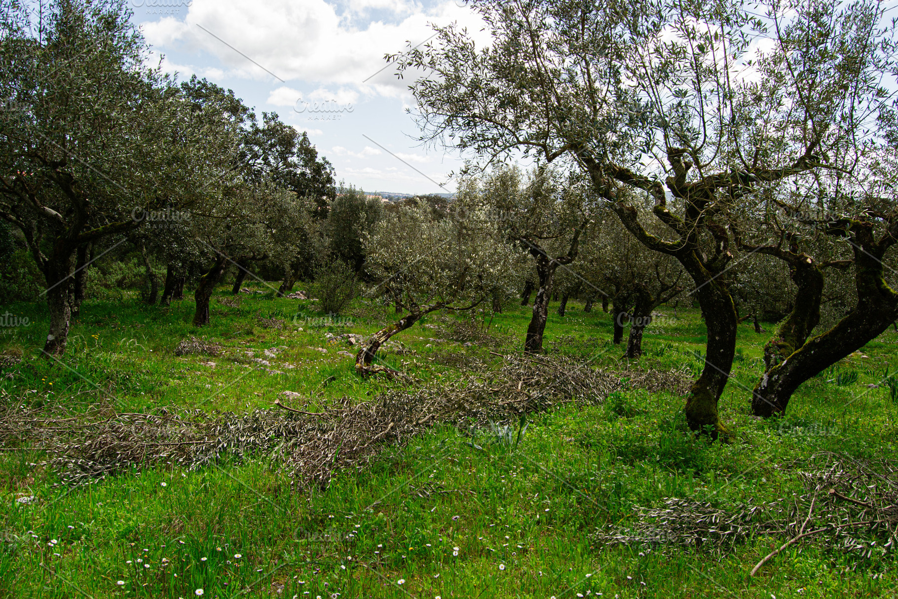 Olive tree grove with green grass at Fatima, Portugal under cloudy skies, a Photo by AS photostudio