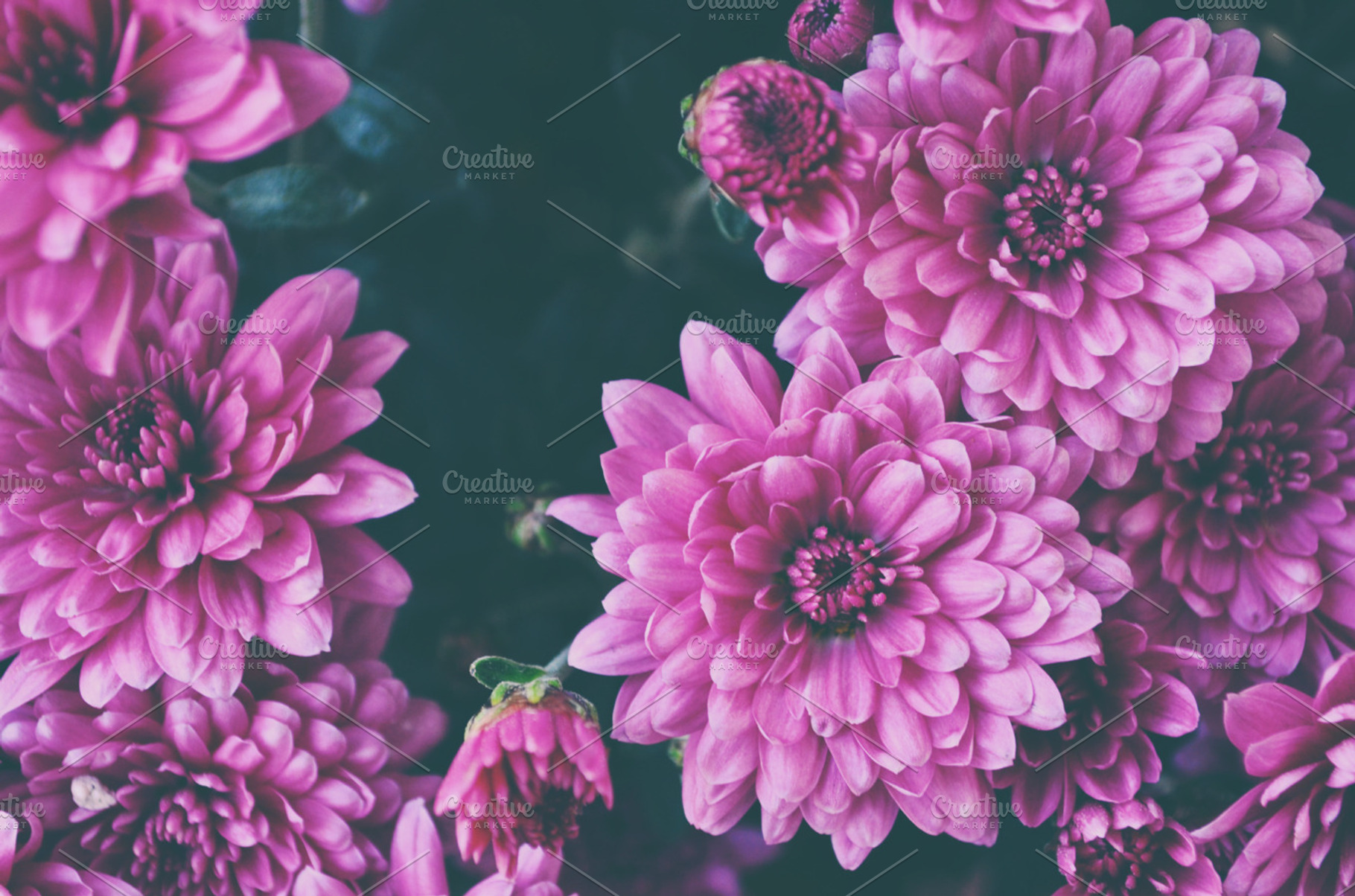 Macro on pink flowers, a Nature Photo by MeHi