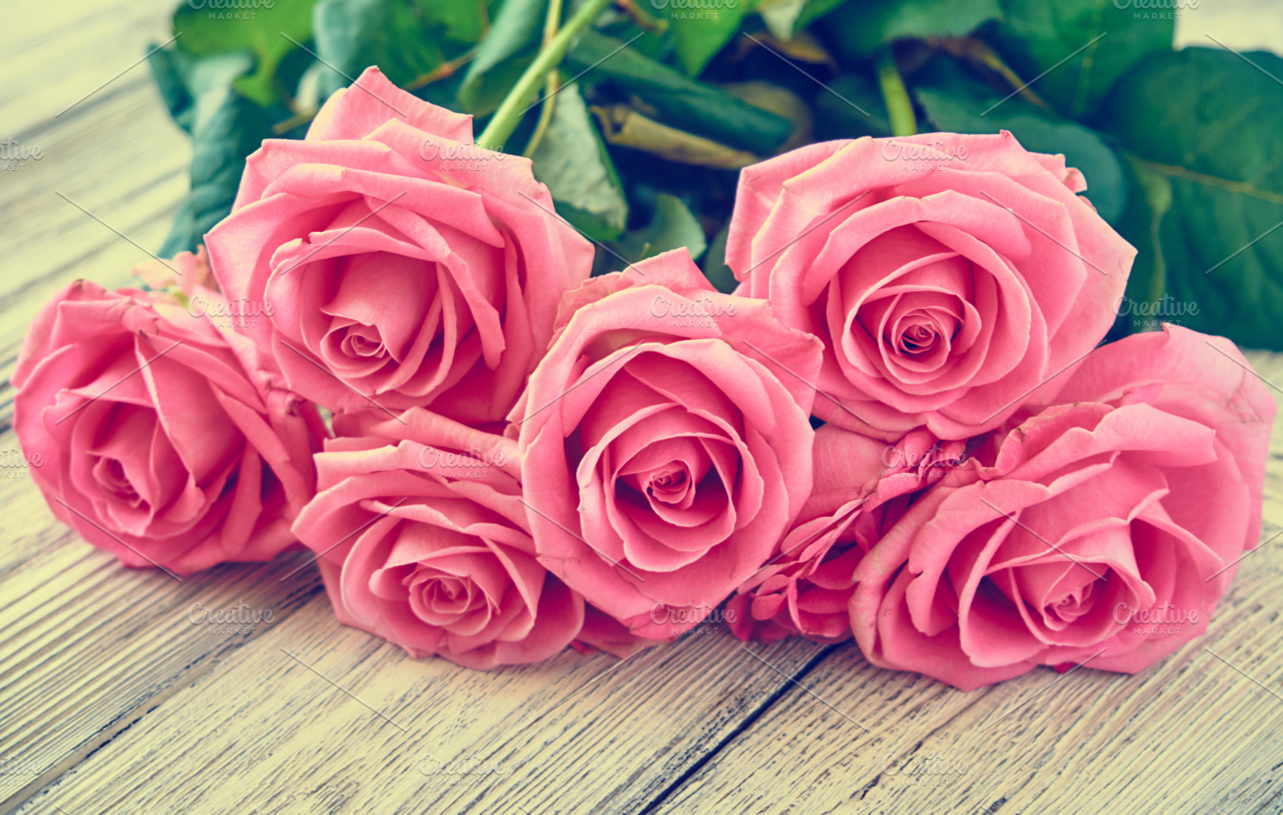 Beautiful pink roses featuring rose, flower, and background, an Abstract Photo by Vladimir Kazimirov