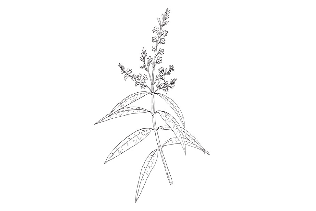 Aloysia Citrodora or Lemon Verbena, an Illustration by patrimonio