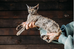 Devon Rex Cat with Blue Eyes, an Animal Photo by Our Amazing World