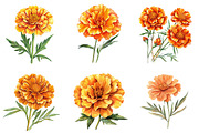 Marigold Flower Bloom Clipart, an Illustration by DreamArtGraphic (Thumbnail 3 of 4)