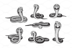 Vector set of venomous cobra snakes, an Animal Illustration by yod67