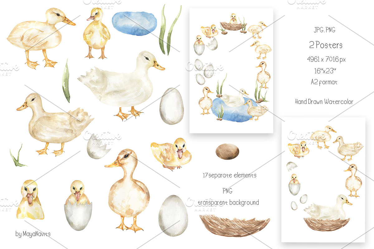 Watercolor Life Cycle Collection, an Education Illustration by MayaNavits (Photo 11 of 15)