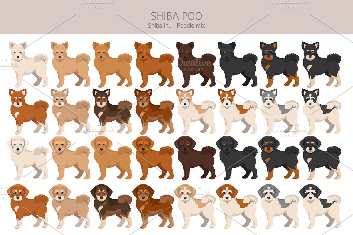 Shiba Poo (Shiba Inu Poodle mix), an Animal Illustration by pet design shop (Photo 2 of 5)
