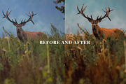 160 Essential Greens Presets, a Preset Add-On by Oak Digital Studios (Thumbnail 7 of 8)