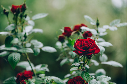 Shrubbery preview 3