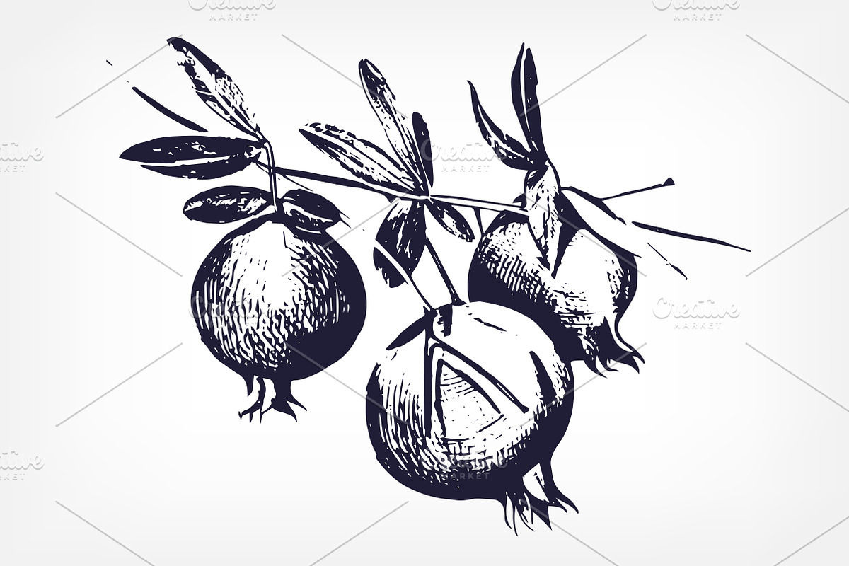 Pomegranates, hand-drawn set, a Decorative Illustration by Good Studio (Photo 3 of 5)