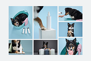Dog Grooming Studio Photo Pack, an Animal Photo by Animalistica (Thumbnail 2 of 3)