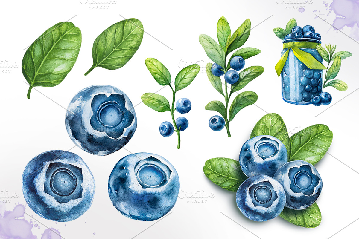 Watercolor blueberry, a Decorative Illustration by AlexGreenArt (Photo 2 of 3)