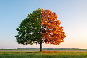 Half green and half orange tree shows seasonal change in a tranquil landscape, a Nature Photo by AlyaAnd