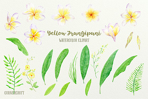 Yellow Frangipani Clip Art Watercolo