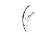 Vector object brushes. Lavender, a Brush Add-On by Peolla (Thumbnail 2 of 13)