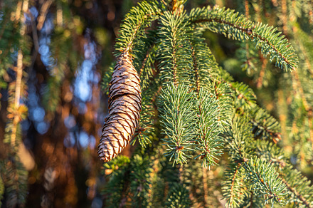 The twigs of a fir-tree with green s, a Nature Photo by Illustrations&photos