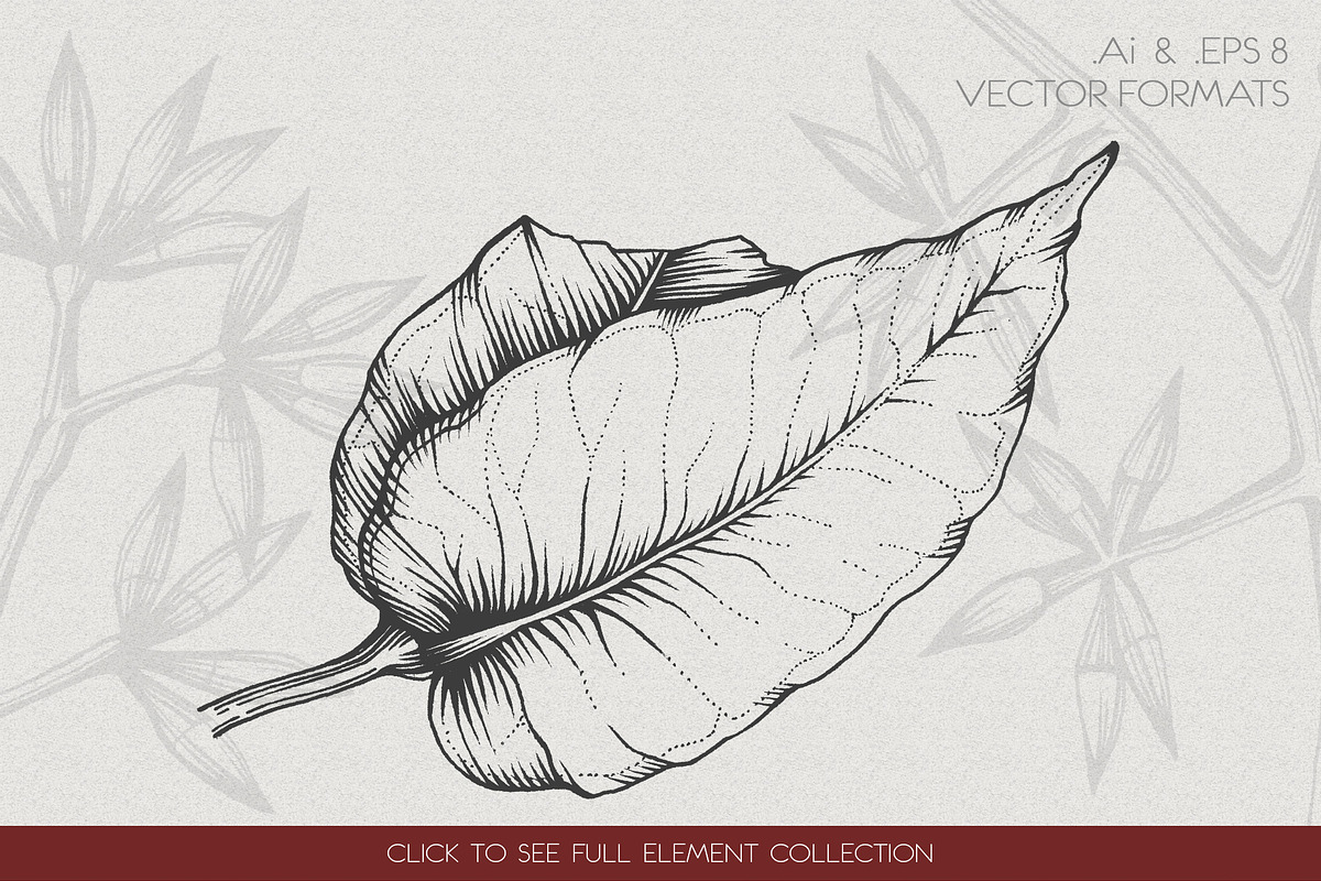 Eucalyptus Illustrations & Extras, an Illustration by Valeryia Aranovich (Photo 3 of 6)