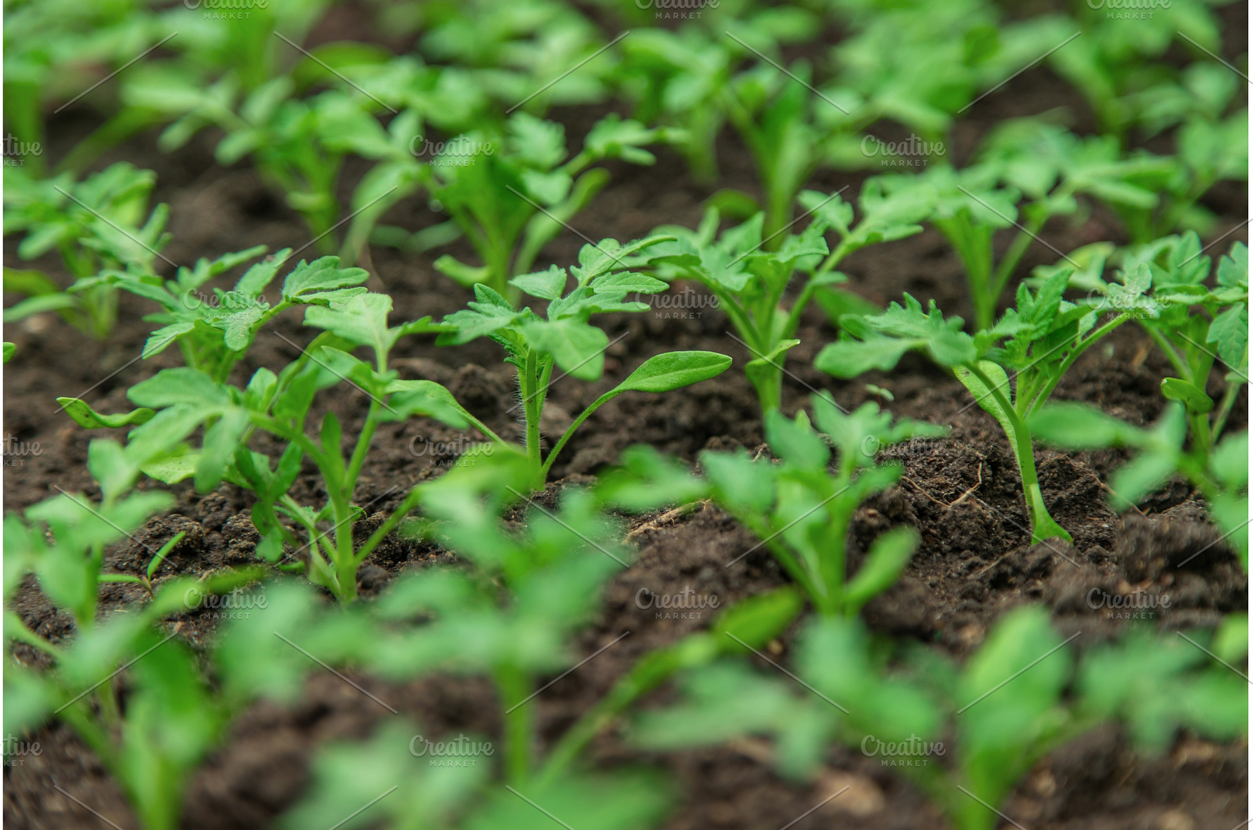 Tomato seedlings in a greenhouse, a Nature Photo by yanadjana