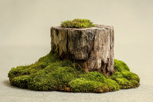 Mossy tree stump nature scene tranqu, a Photo by Pixeness Studio