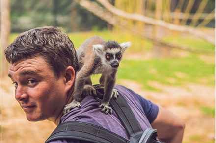 Lemur climbed onto the man. Animal, an Animal Photo by Elizaveta Galitskaya