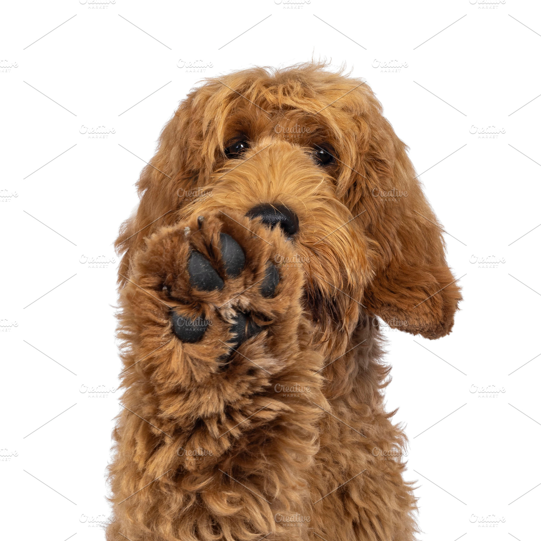 Labradoodle dog on white background, an Animal Photo by Cat'chy Images by Nynke