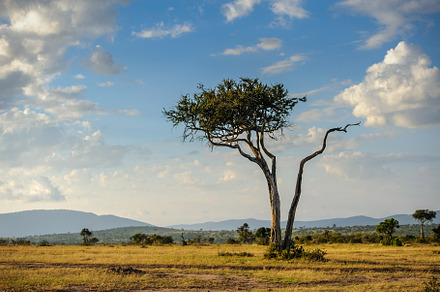 Beautiful landscape with Acacia tree in African savannah, a Nature Photo by Byrdyak