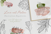 Line Art Protea Flower Elements, an Illustration by CL Creative Studio (Thumbnail 1 of 12)