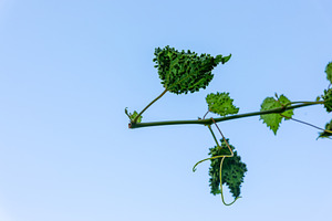Grape Vine Leaf Against Blue Sky, a Nature Photo by Ales Munt