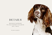 Dog breed clipart illustration set, an Animal Illustration by Diana Askarova Art (Thumbnail 6 of 8)