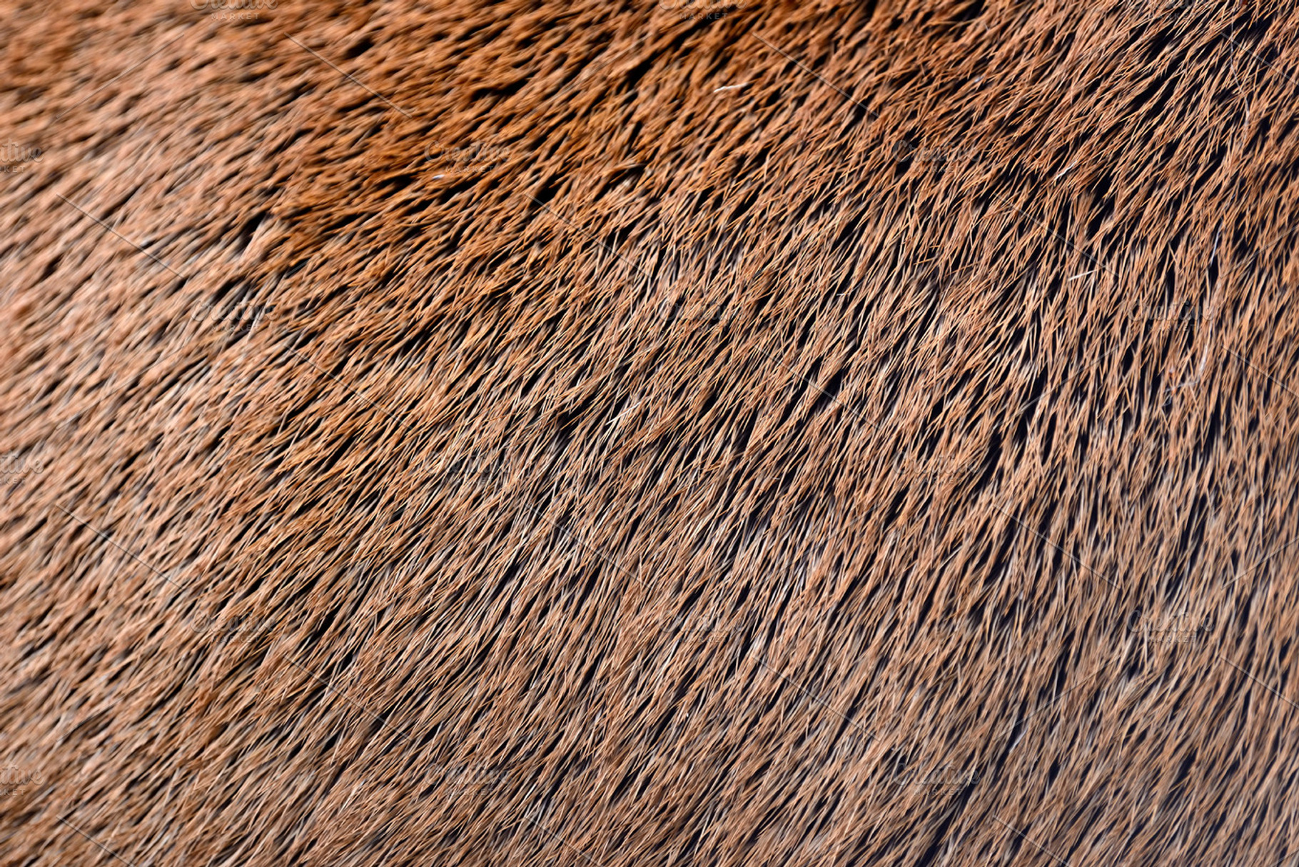 Deer skin texture, an Abstract Photo by Byrdyak