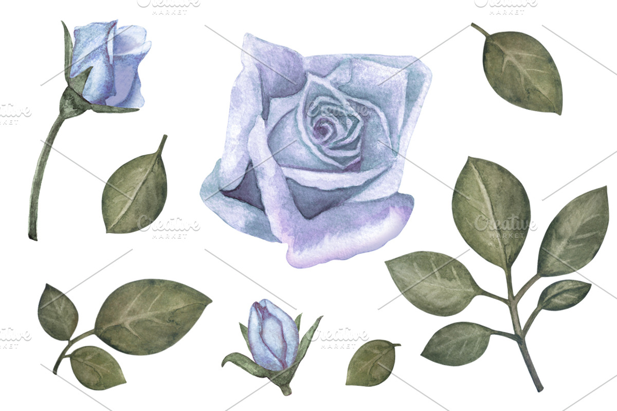 Watercolor blue roses flowers, a Decorative Illustration by Color_Brush (Photo 2 of 5)