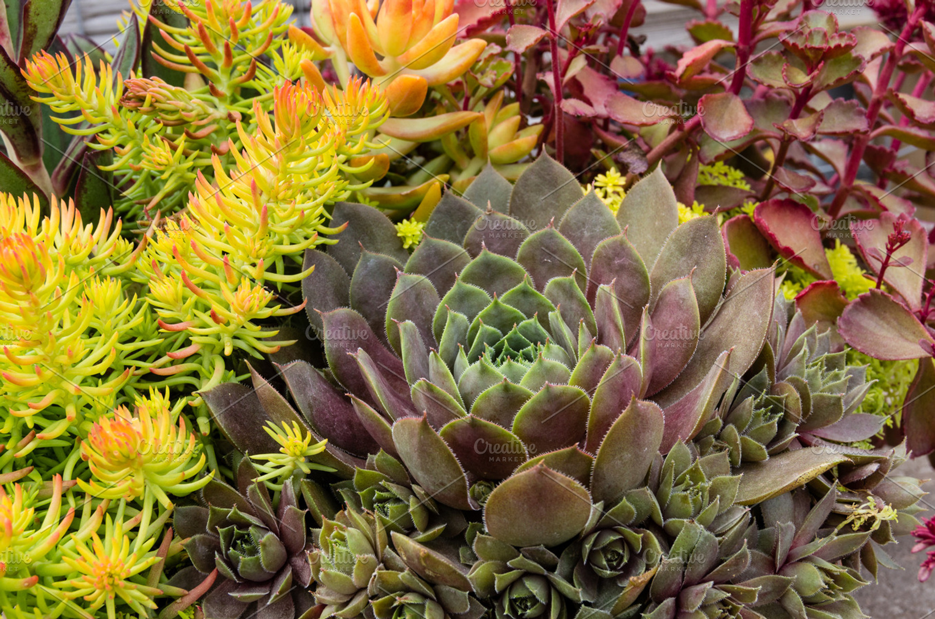 Sedum Plants For Sustainable Planter Stock Photo Containing Sedum And