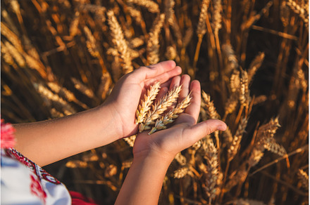 The child is holding ears of wheat, a Person Photo by yanadjana