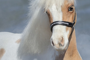 Paint American Miniature horse