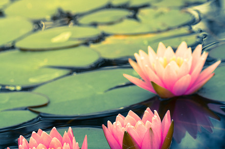 Lotus flower stock photo containing lotus and flower, a Nature Photo by theerapoll