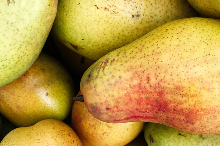 Close-up of fresh ripe pears showcasing natural colors and textures, a Photo by AS photostudio