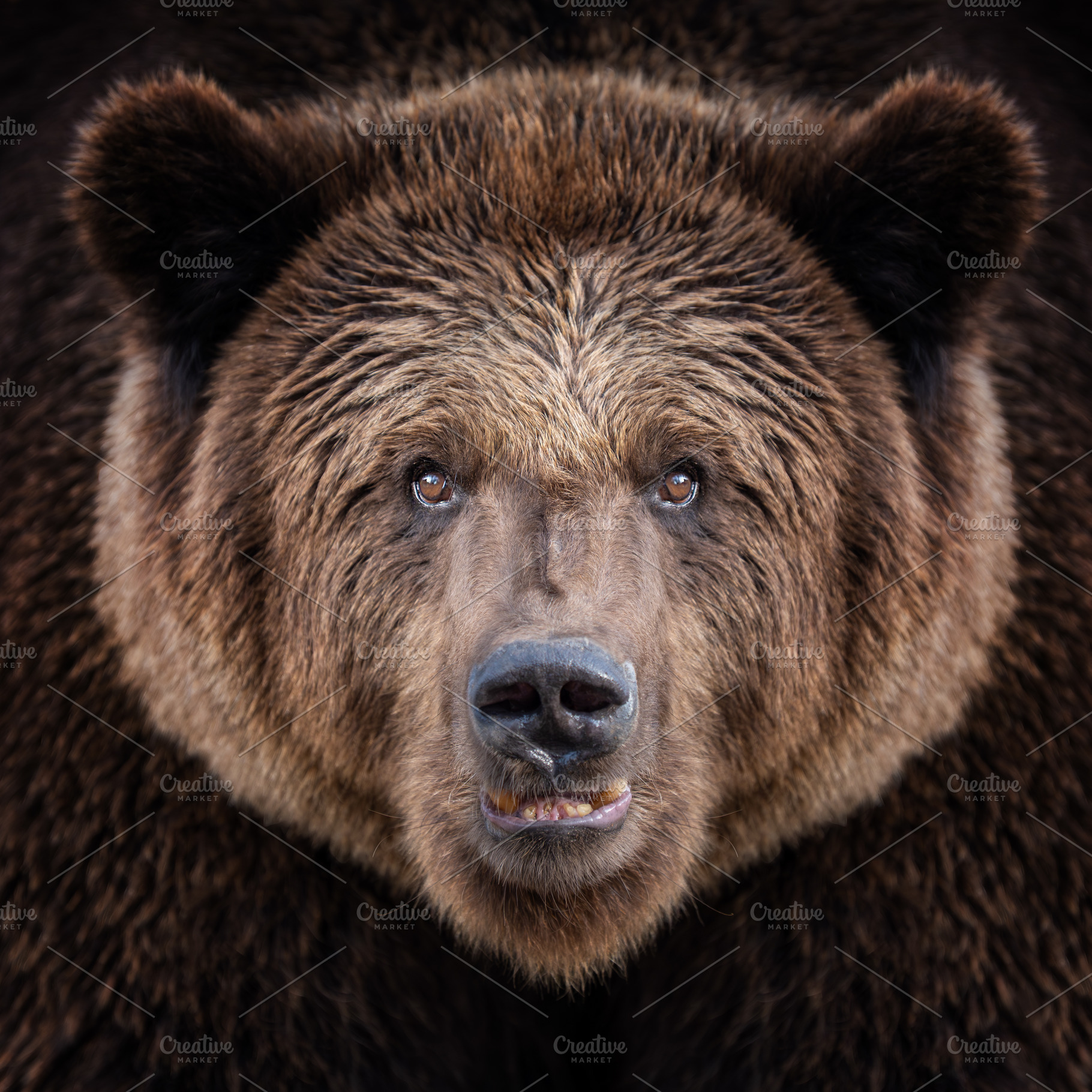 Close encounter with a grizzly bear in a dense forest habitat during early morn, an Animal Photo by Byrdyak