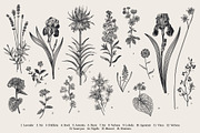 Garden Flowers. Black and white, an Illustration by olga.korneeva (Thumbnail 3 of 5)