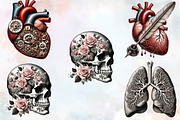 Vintage Antique Anatomy Clipart Bund, an Illustration by SVGArt (Thumbnail 2 of 8)