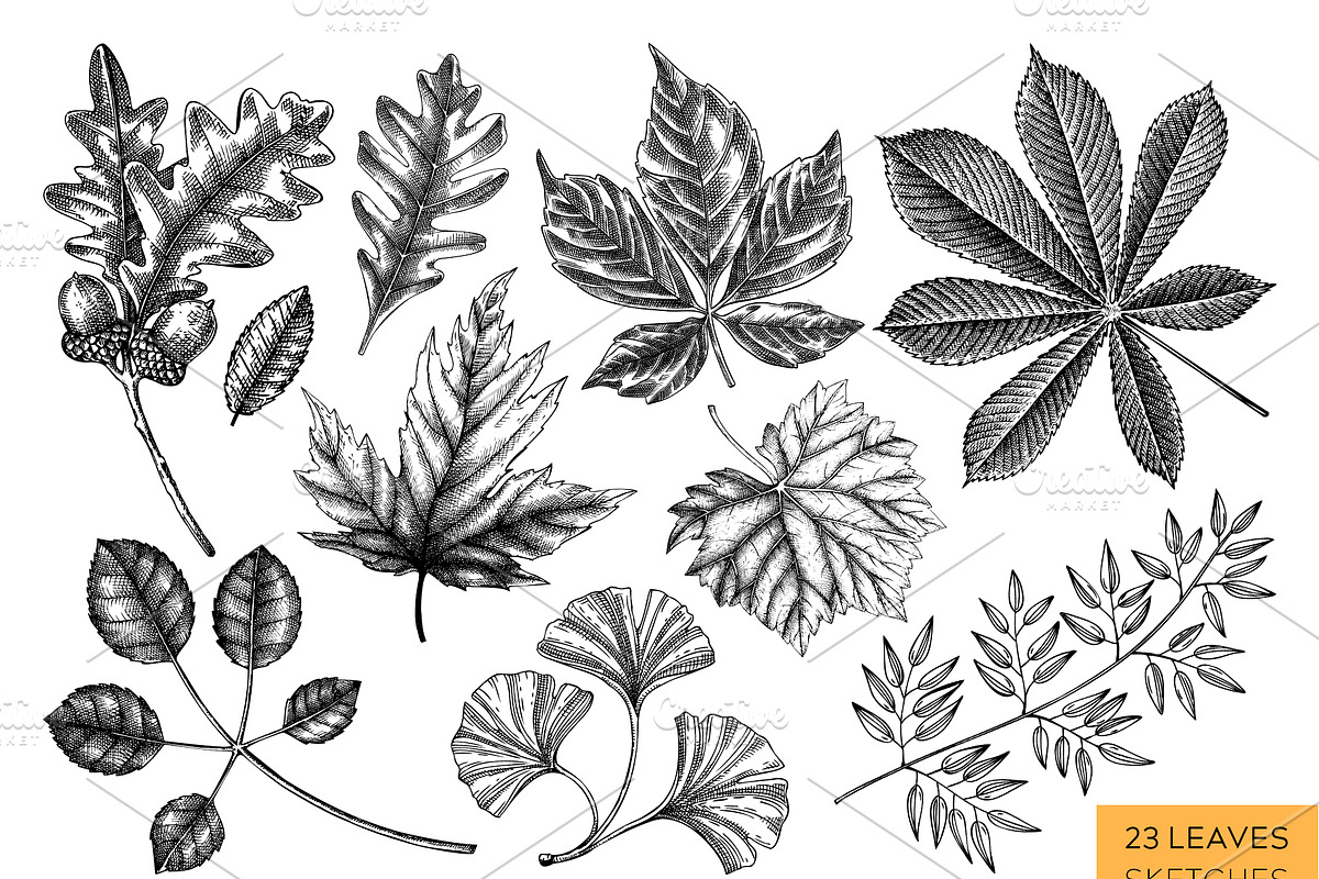 Autumn Leaves & Flowers. Fall Bundle, an Object Graphic by Yevheniia (Photo 4 of 11)