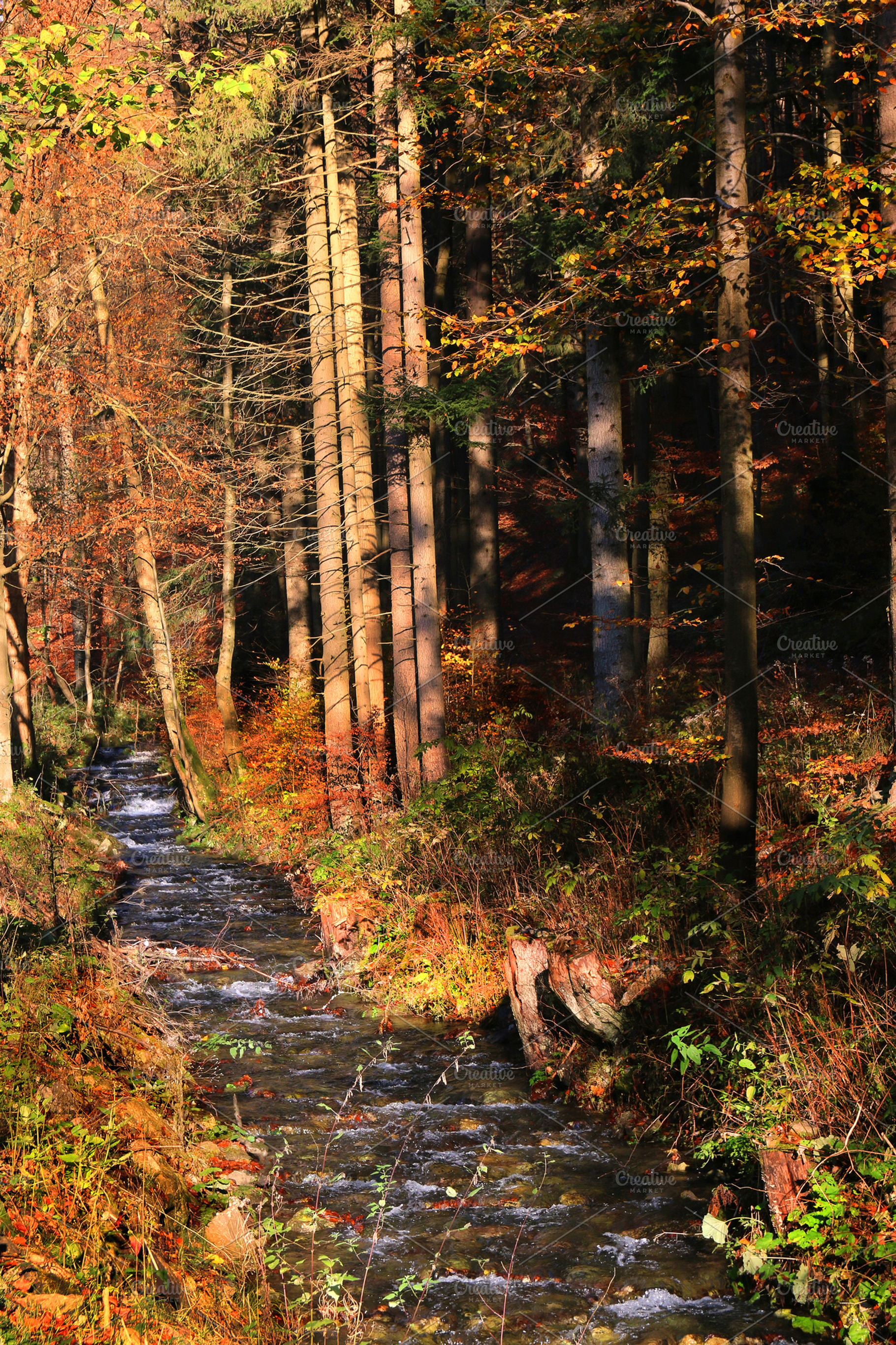 Mountain river containing autumn, beautiful, and nature, a Nature Photo by Tomas Luka