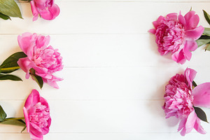 Bright fresh pink summer peonies stock photo containing peony and pink