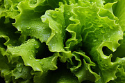 Green Salads. 47 images, a Food & Drink Photo by Handmadefont (Thumbnail 3 of 12)