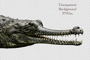 crocodile head with sharp teeth, an Animal Photo by VetalStock (Thumbnail 2 of 2)