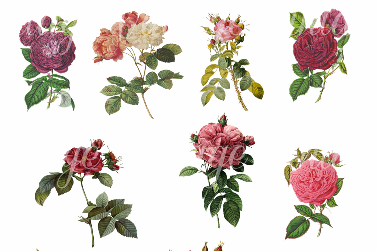 Vintage Roses, a Graphic by Digital Vintage (Photo 4 of 4)