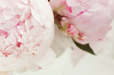 CLEAN! Pink peonies, an Arts & Entertainment Photo by Kate Roubin