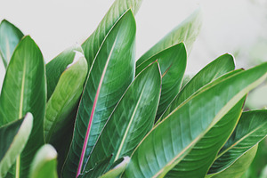 Minimalist Tropical Leaf Background, a Nature Photo by René Jordaan Photography