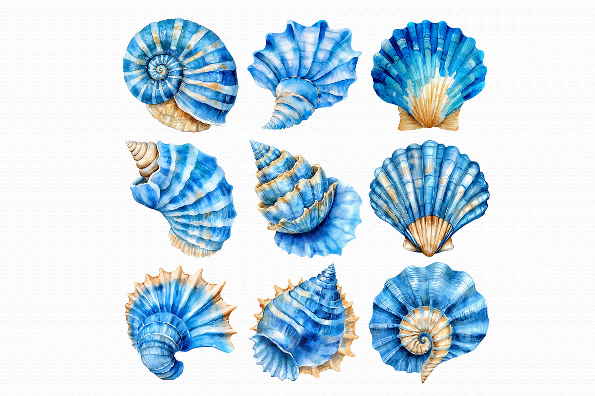 Watercolor Seashell Clipart, an Illustration by Libby Wishes (Photo 5 of 5)