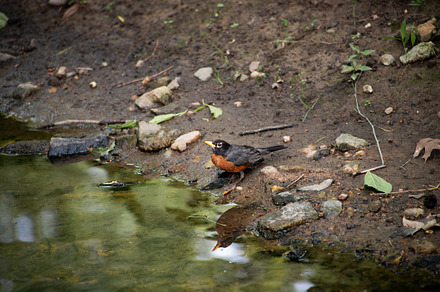 American Robin reflection in water, an Animal Photo by marybethjones