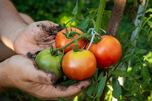 Fresh Tomatoes on the Vine, a Food & Drink Photo by Ales Munt