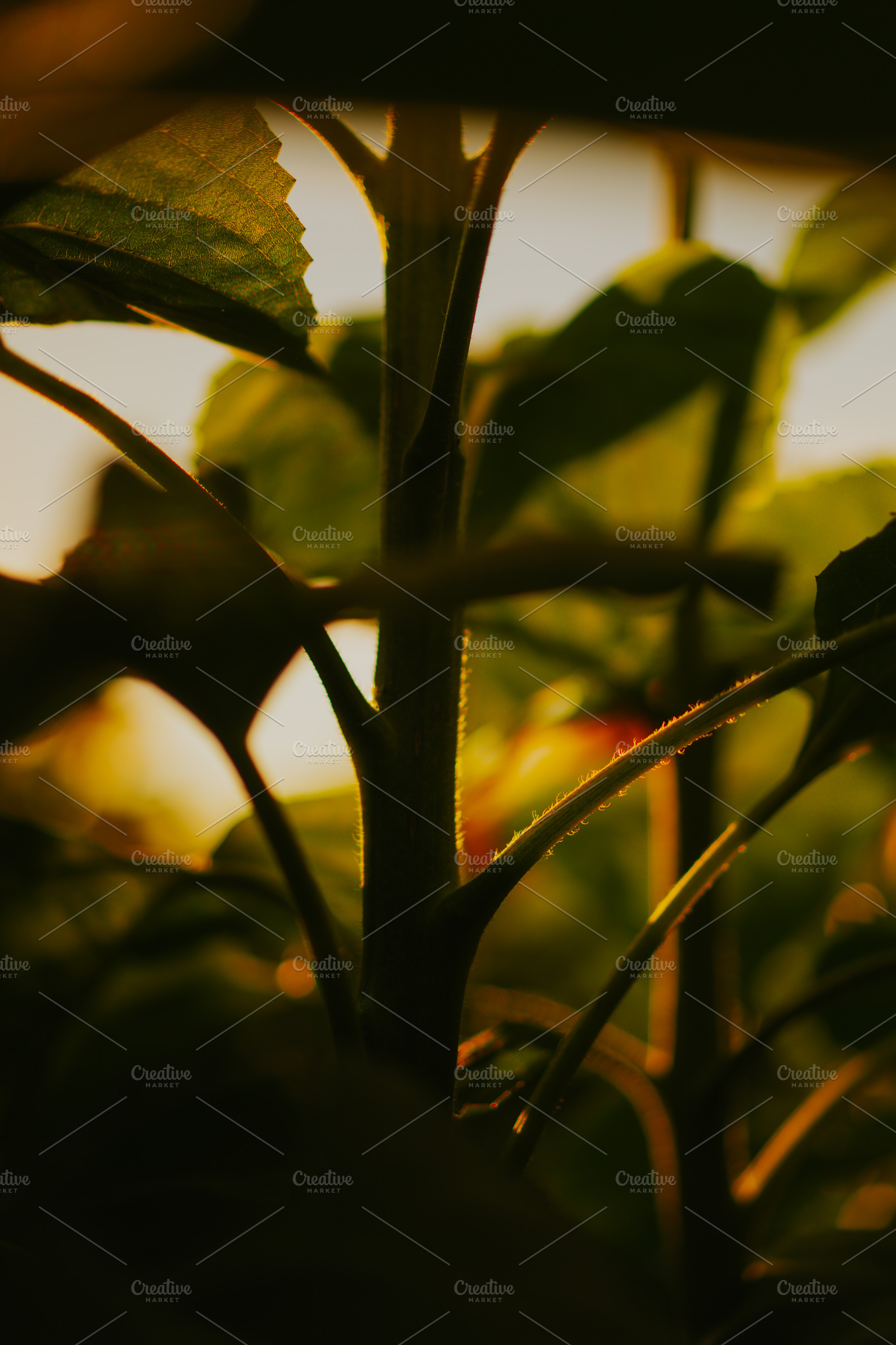 Sunflower field, sunset light, a Nature Photo by EVA.studio