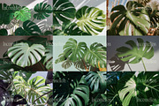 45 Aesthetic Monstera Plant Photos, a Nature Photo by Incomelion (Thumbnail 7 of 12)